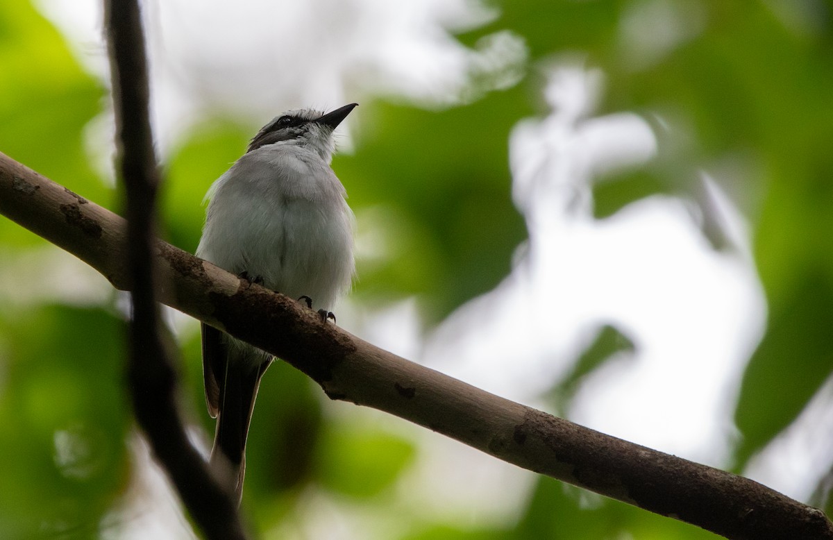 White-browed Robin - ML615414252