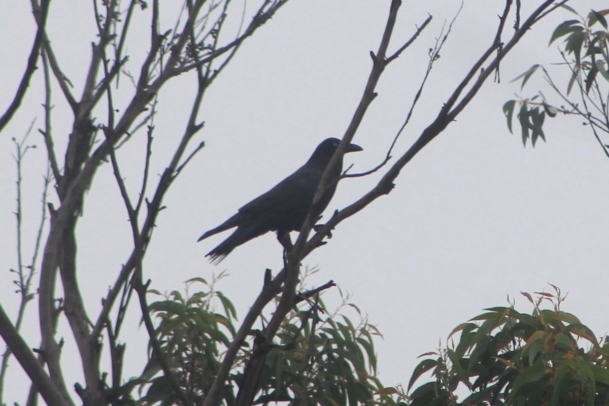 Cuervo Australiano - ML615414269