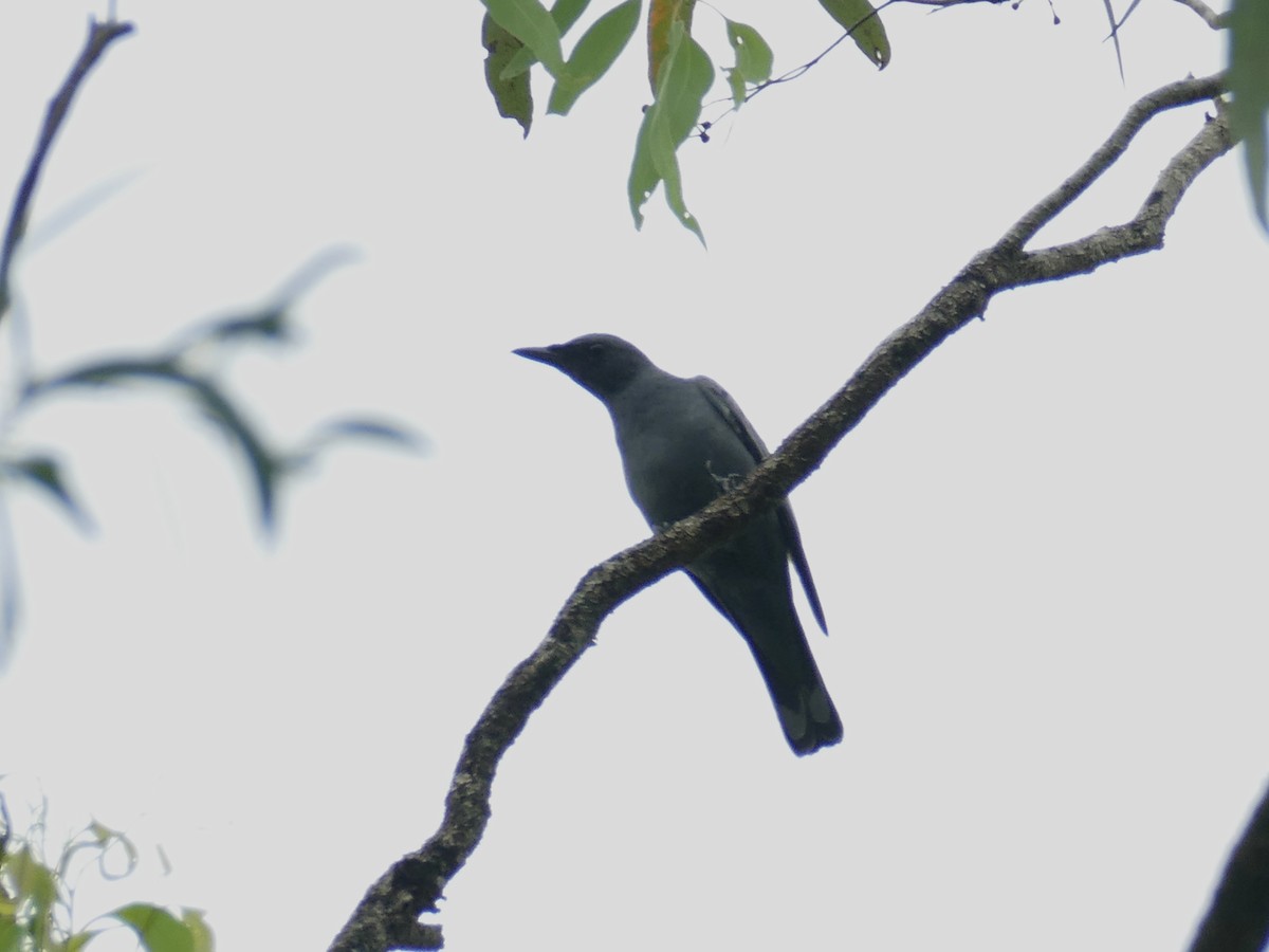 Common Cicadabird (Slender-billed) - ML615414270