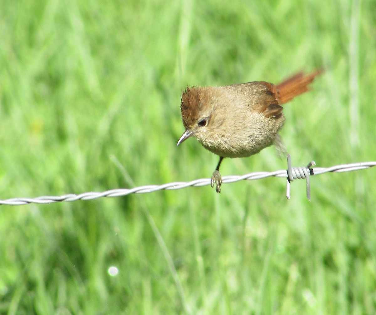 Brown-capped Tit-Spinetail - ML615414289