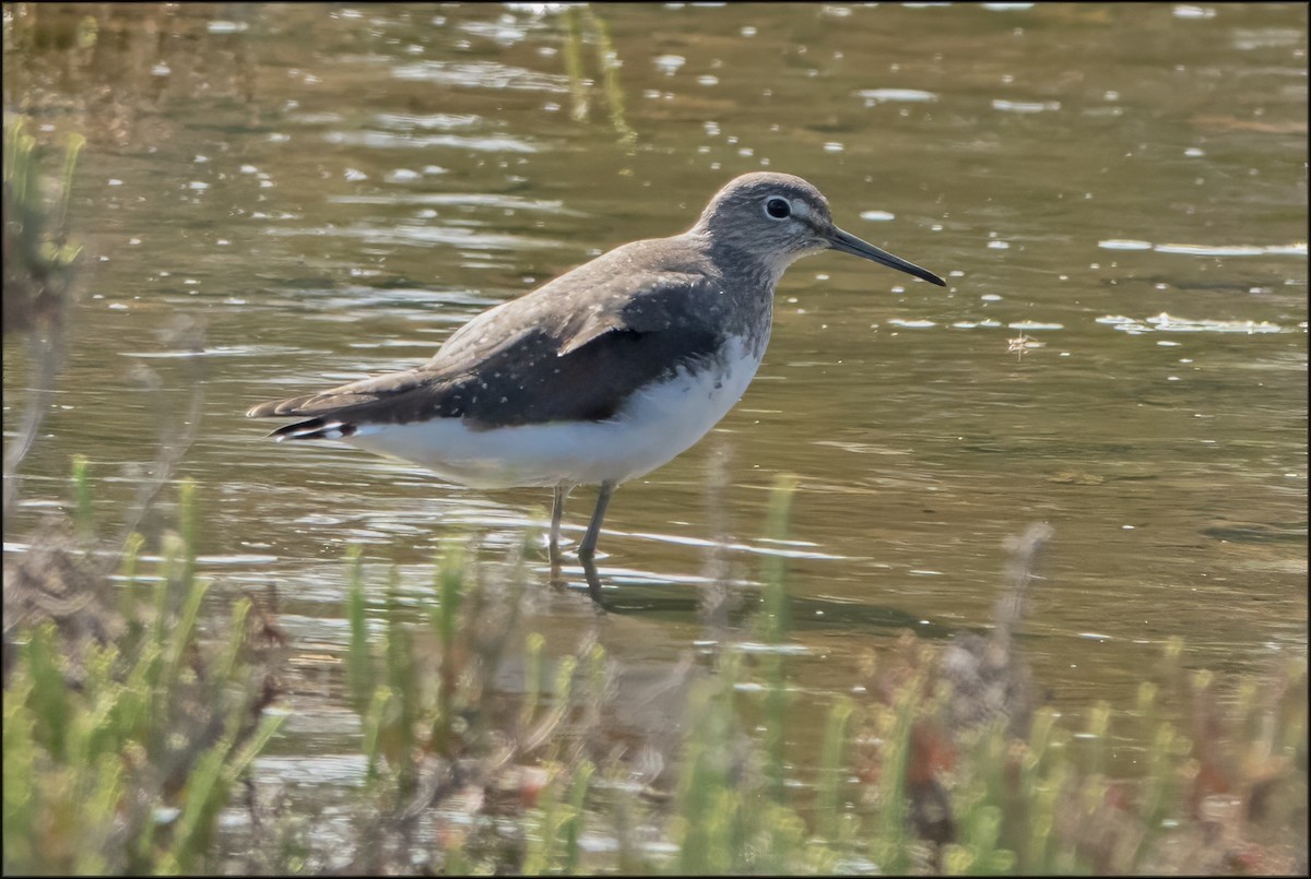 Green Sandpiper - ML615414318