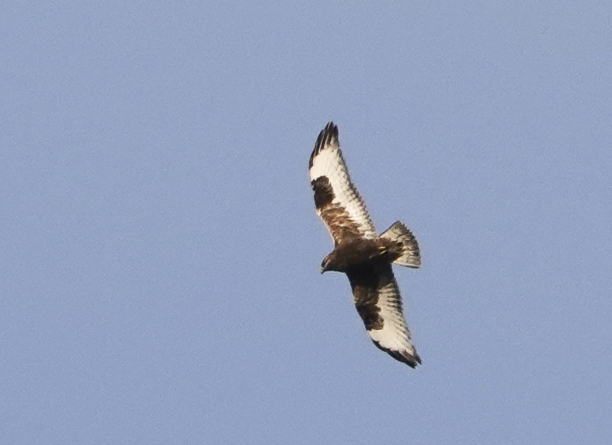 Rough-legged Hawk - Carena Pooth