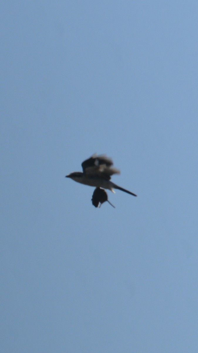 Northern Shrike - Anthony Zerafa