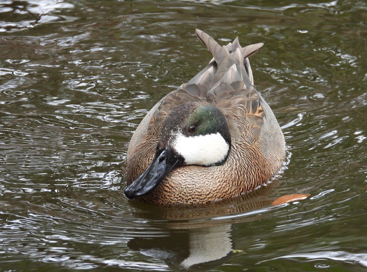 Northern Shoveler x Gadwall (hybrid) - ML615414337