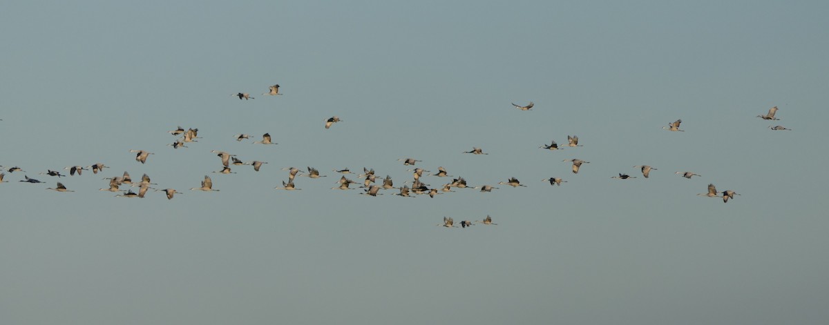 Sandhill Crane - ML615414343