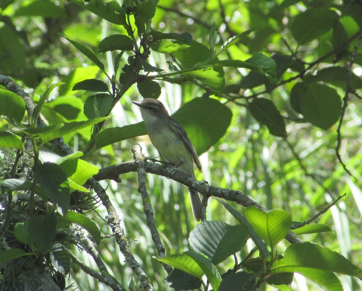 White-throated Tyrannulet - ML615414344