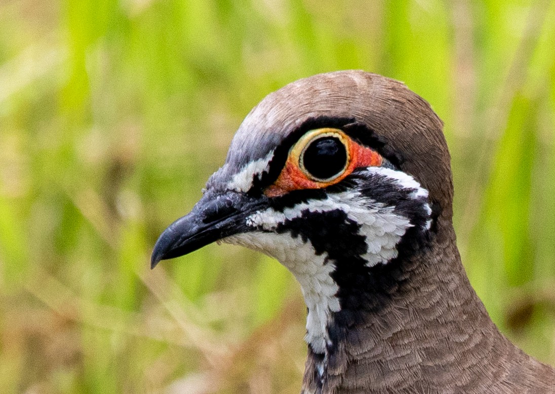 Squatter Pigeon - Ethan Grills