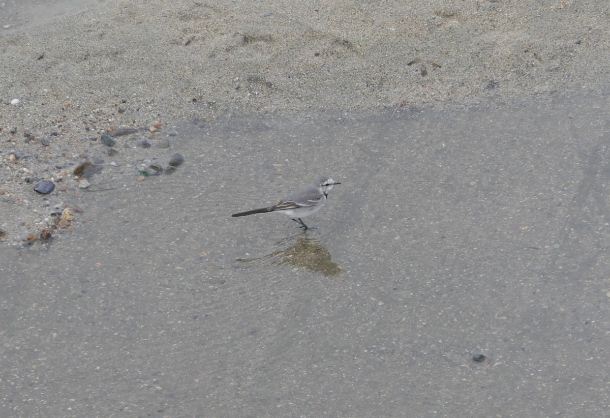 White Wagtail - ML615414375