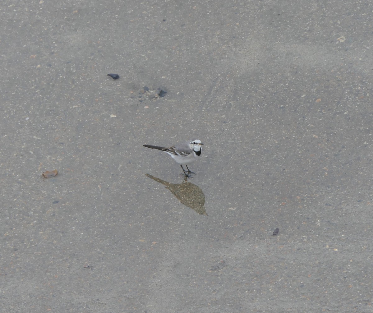 White Wagtail - ML615414376