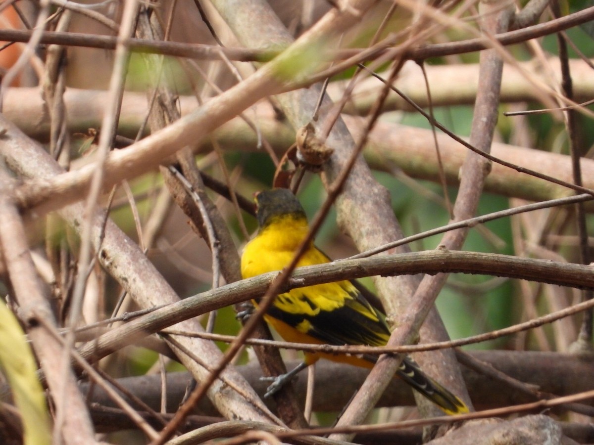 Black-hooded Oriole - ML615414464