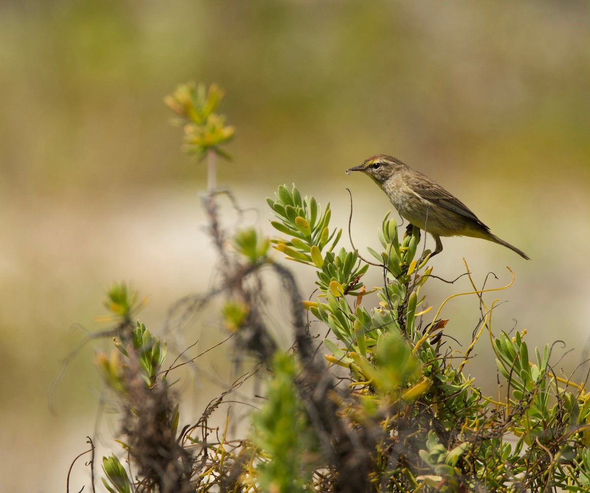 Palm Warbler - ML615414489