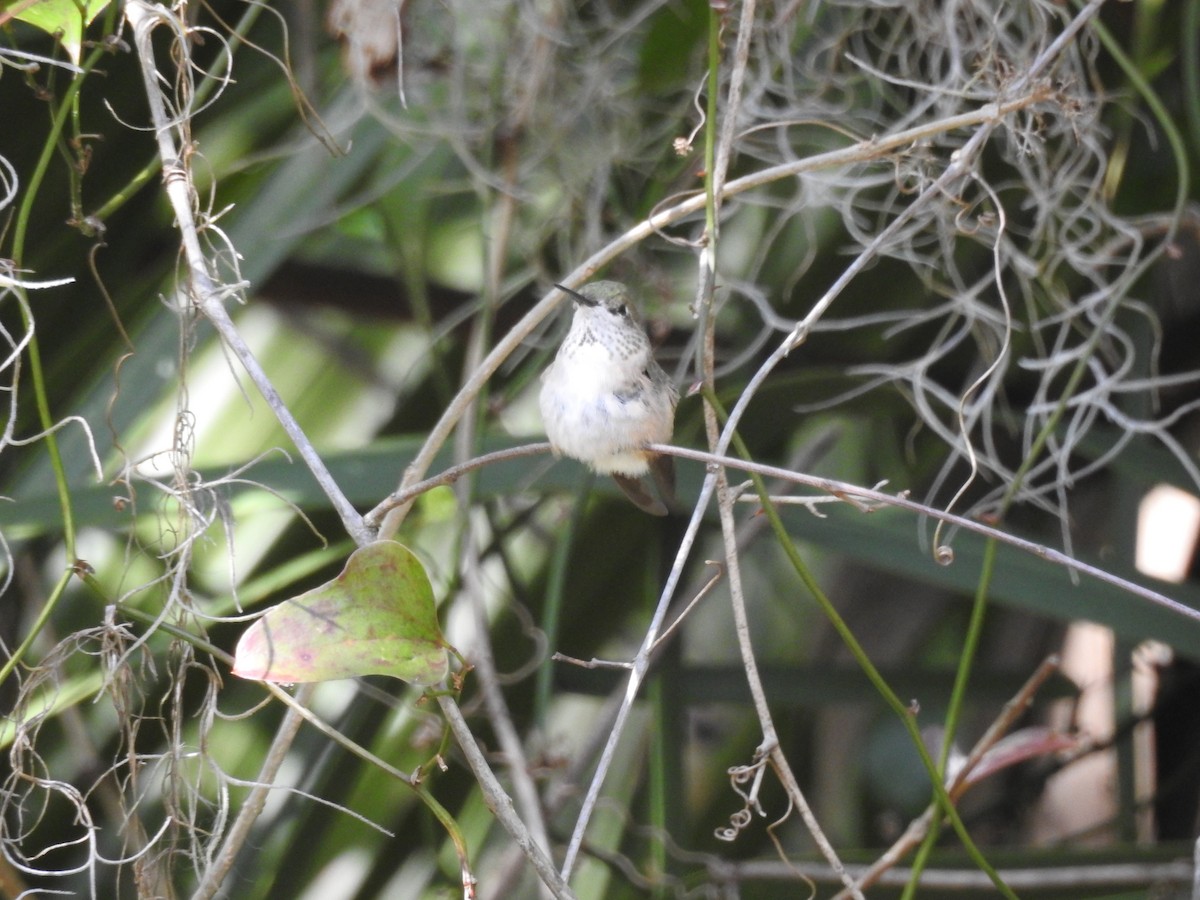Calliope Hummingbird - ML615414578