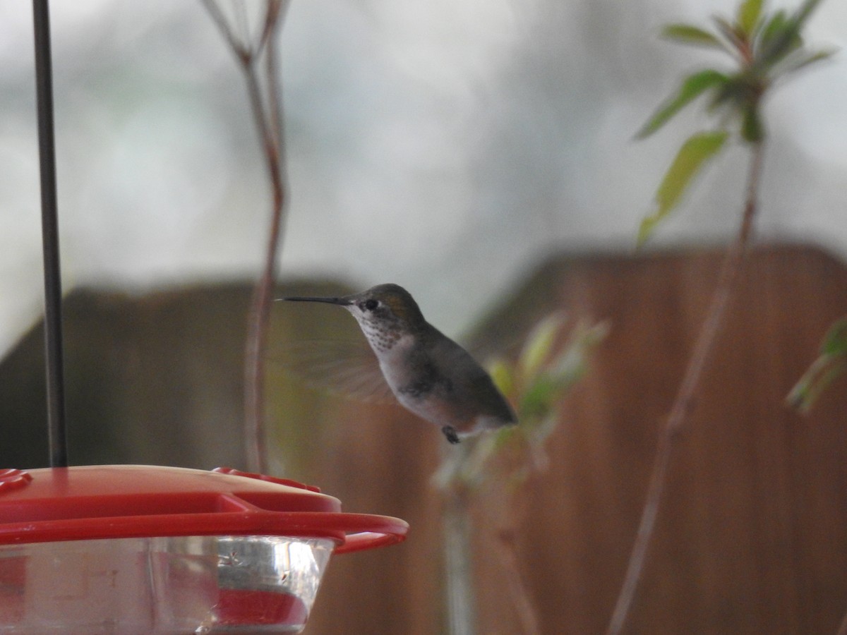 Calliope Hummingbird - ML615414579