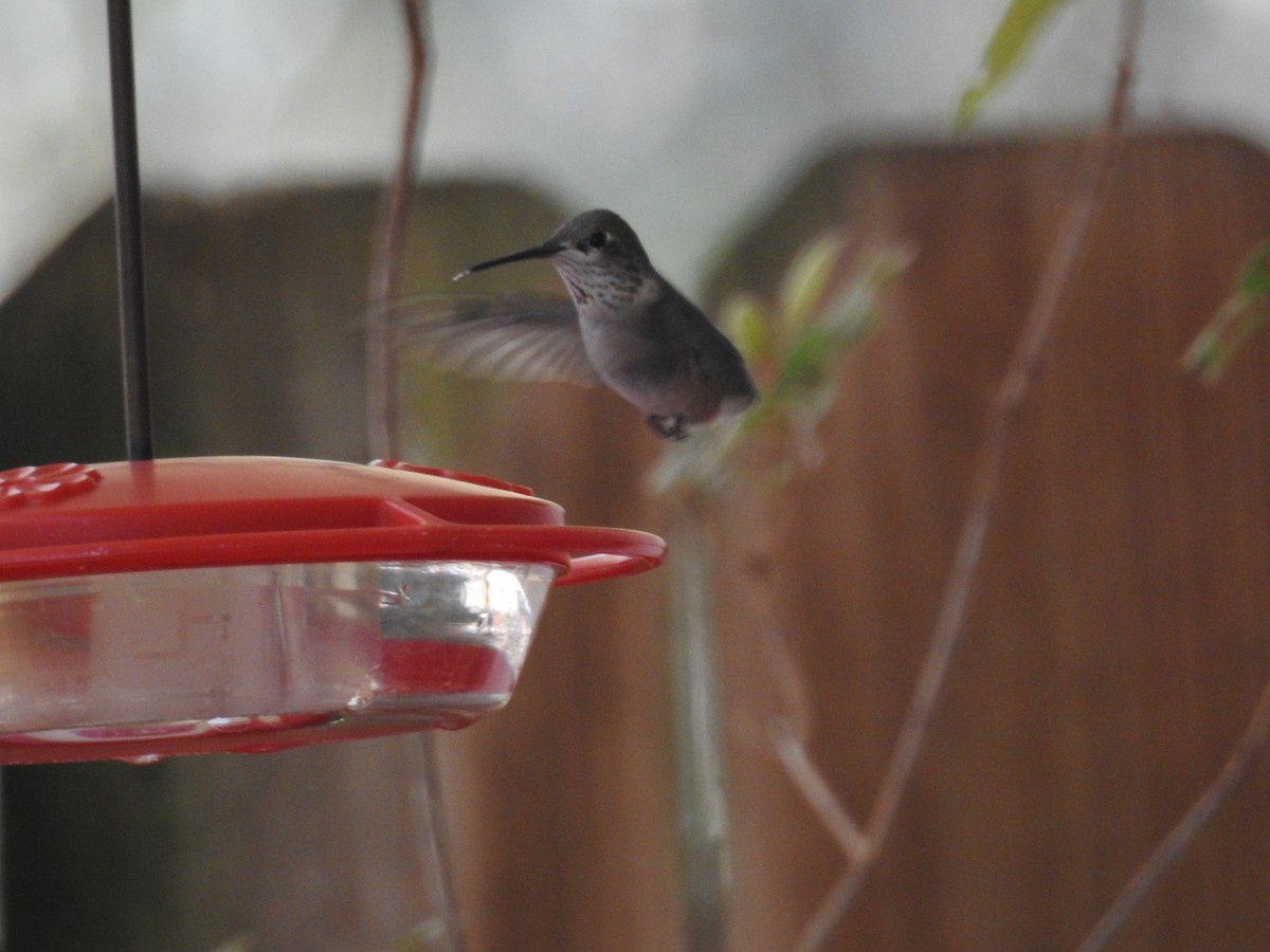 Calliope Hummingbird - ML615414580