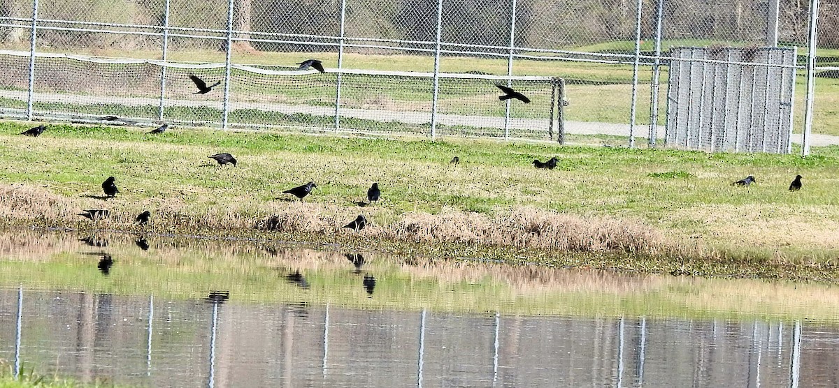 Fish Crow - Gary Hunter