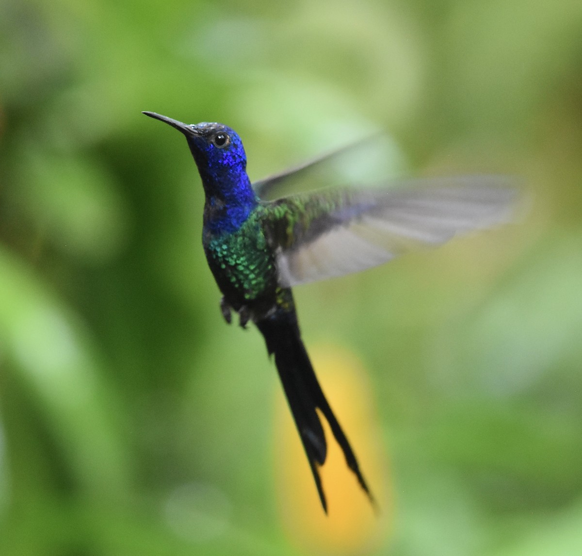 Swallow-tailed Hummingbird - ML615414658