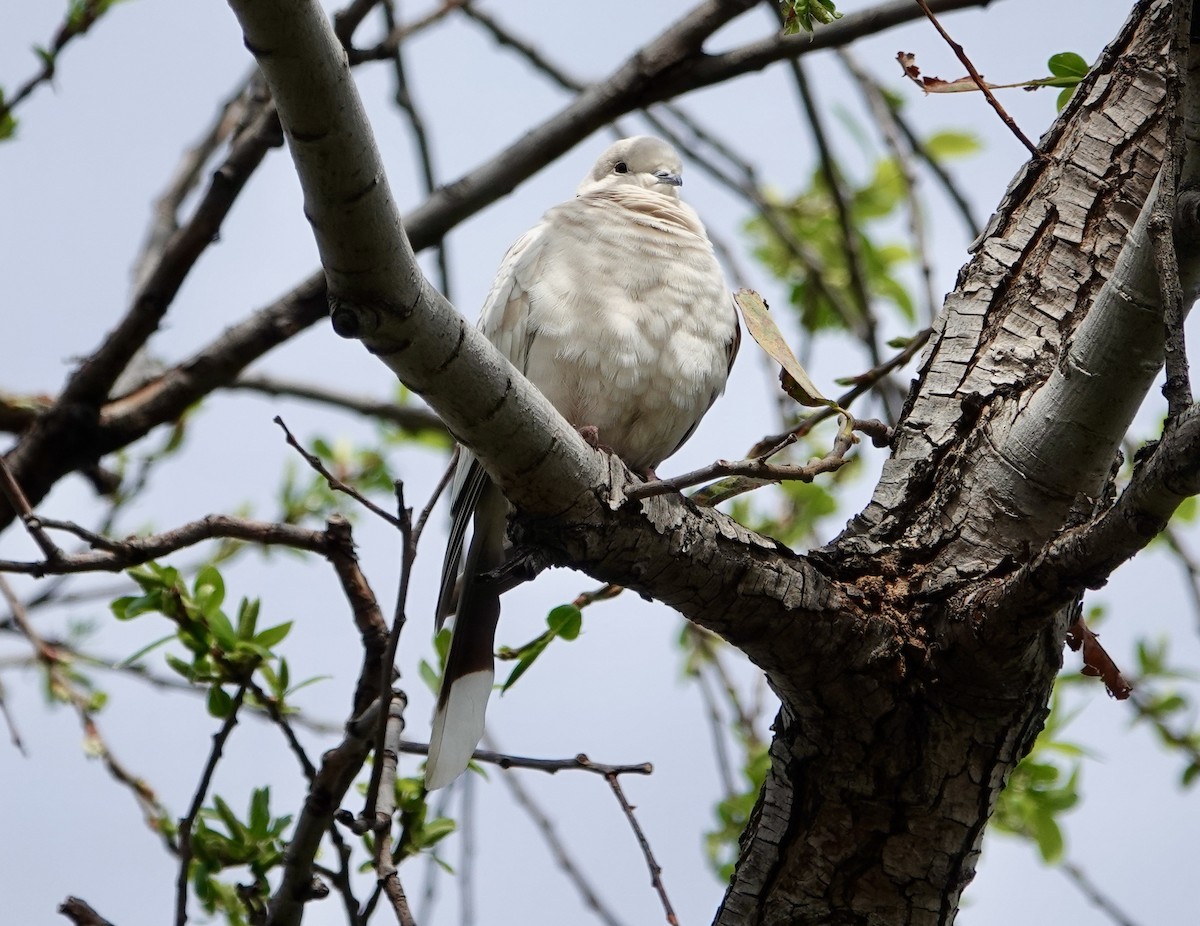 Eurasian Collared-Dove - ML615414693