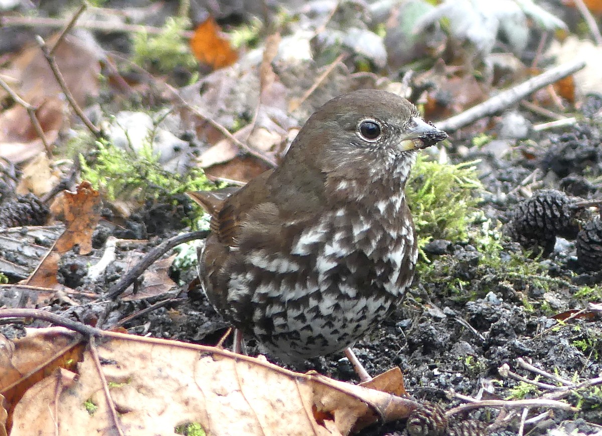 Fox Sparrow - ML615414725