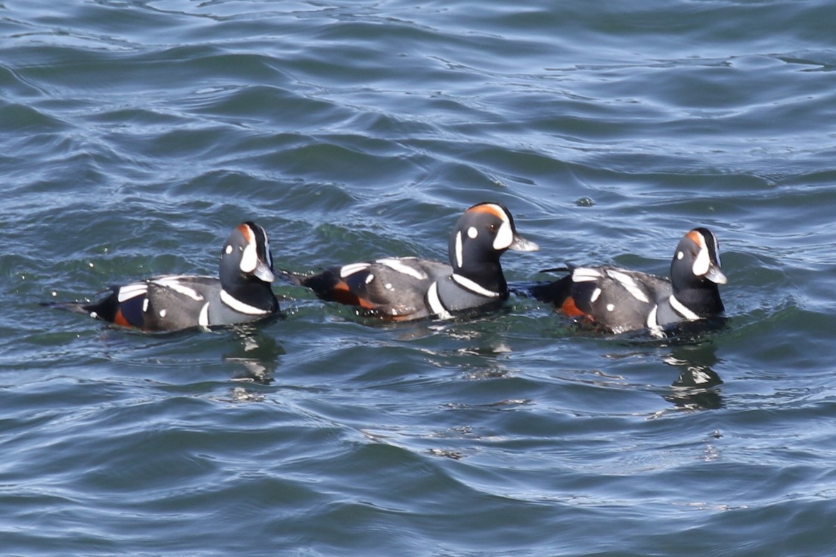 Harlequin Duck - ML615414768