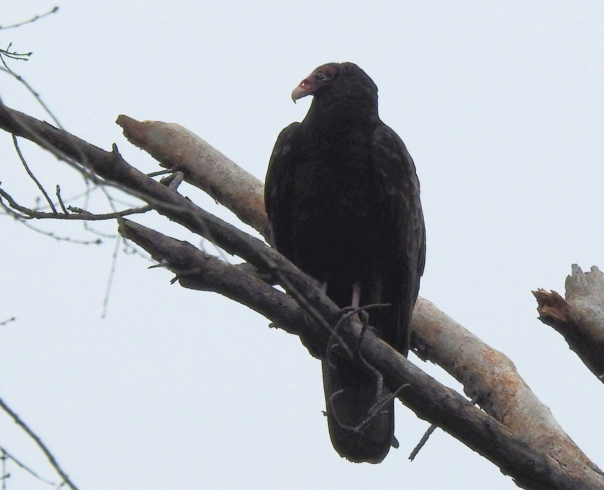 Turkey Vulture - ML615414780