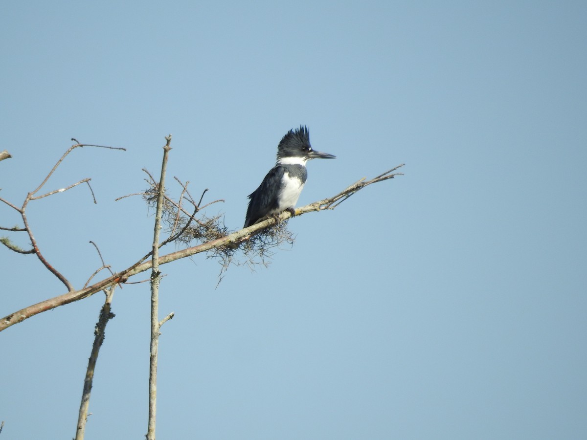 Belted Kingfisher - ML615414786