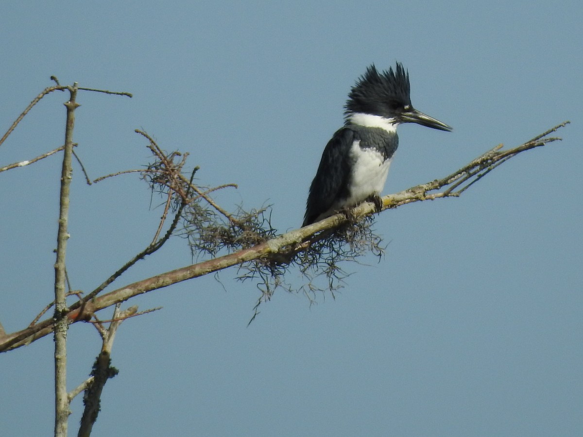 Belted Kingfisher - ML615414787