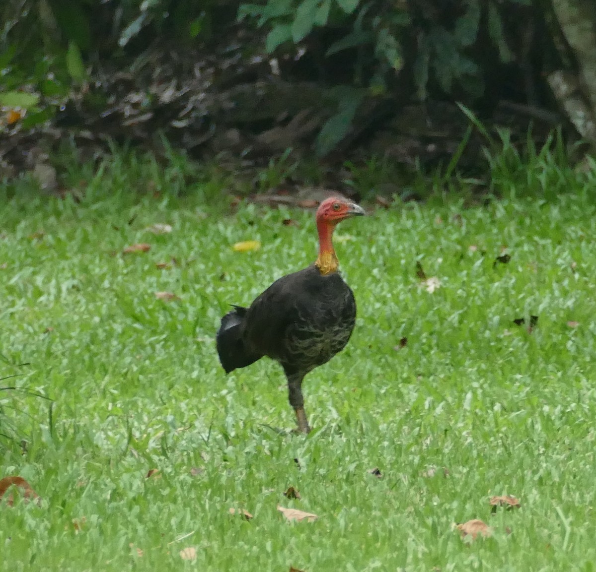 Australian Brushturkey - ML615414846