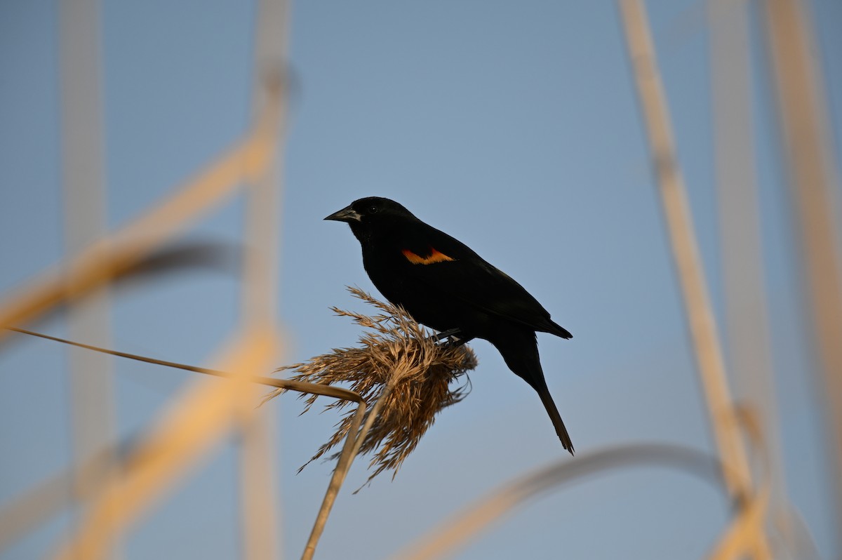 Red-winged Blackbird - Taylor Naquin