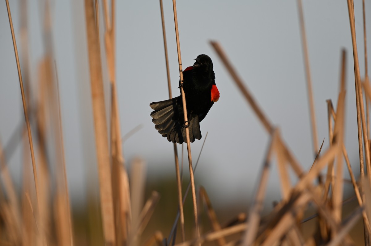 Red-winged Blackbird - Taylor Naquin
