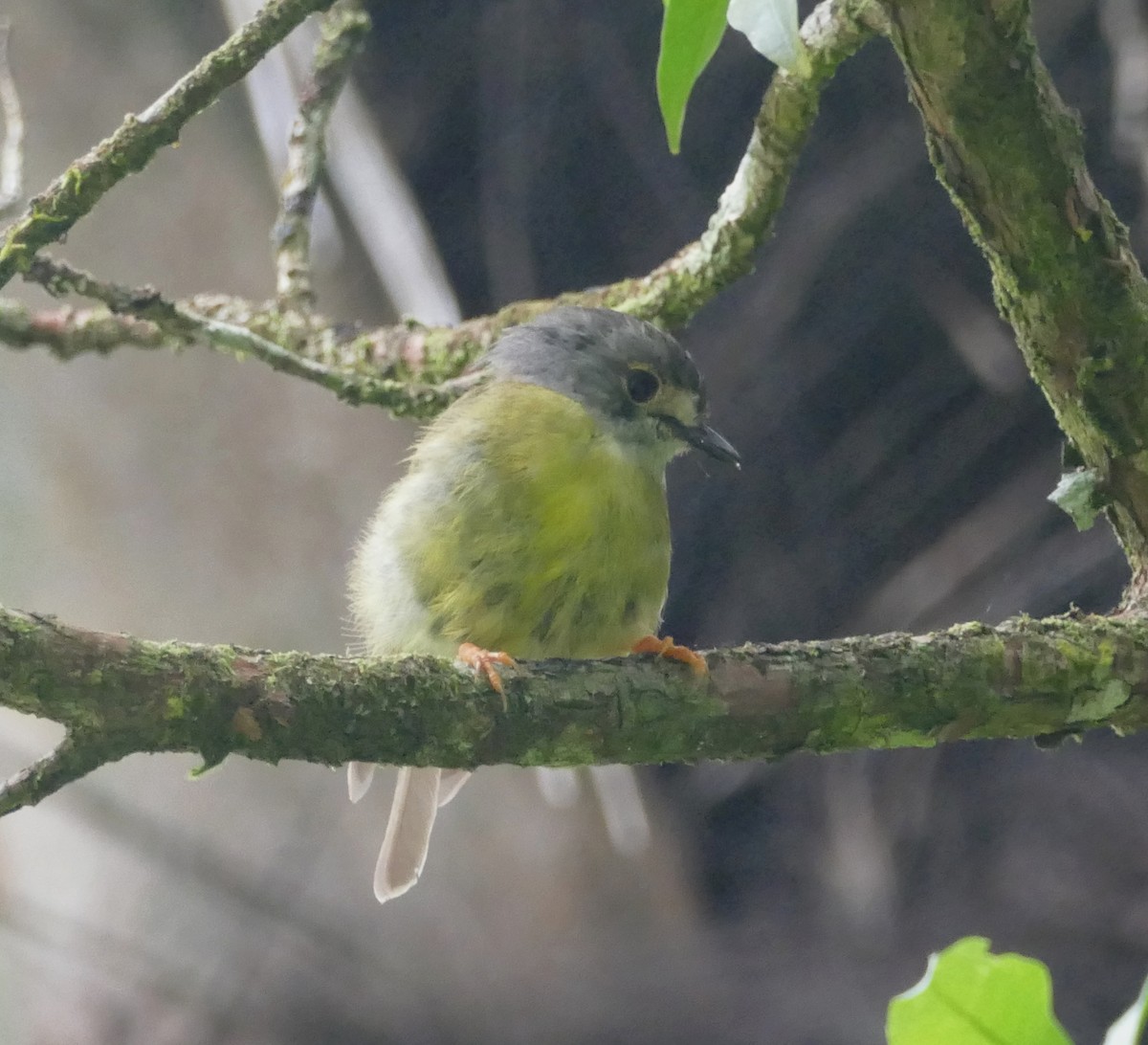 Pale-yellow Robin - ML615414936