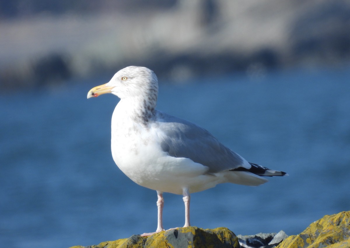 Herring Gull - Rhonda Langelaan