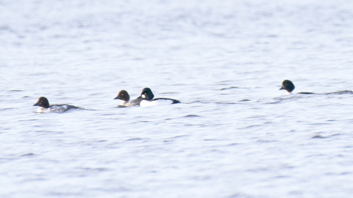 Barrow's Goldeneye - Jamie Spence