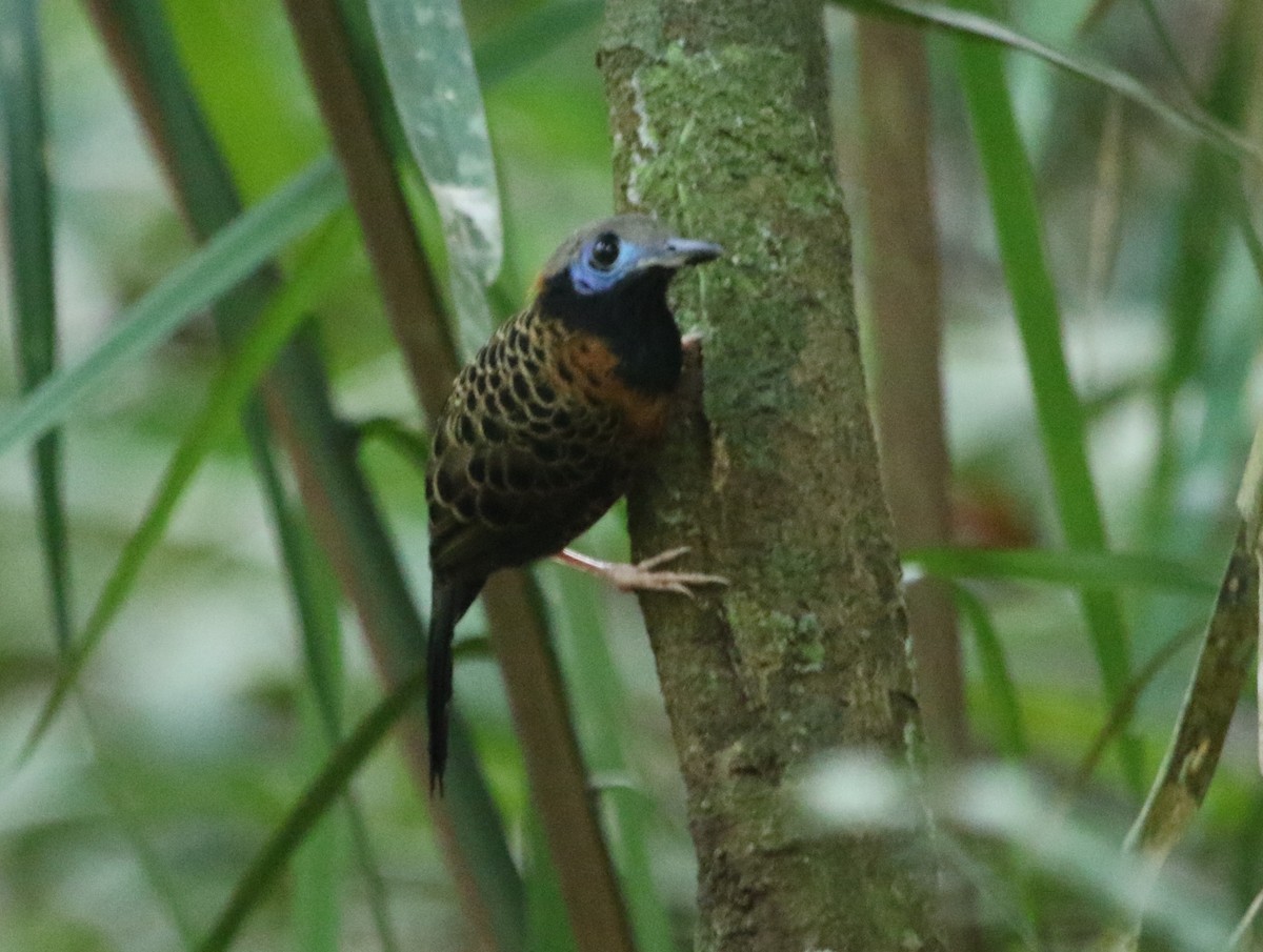 Ocellated Antbird - River Ahlquist