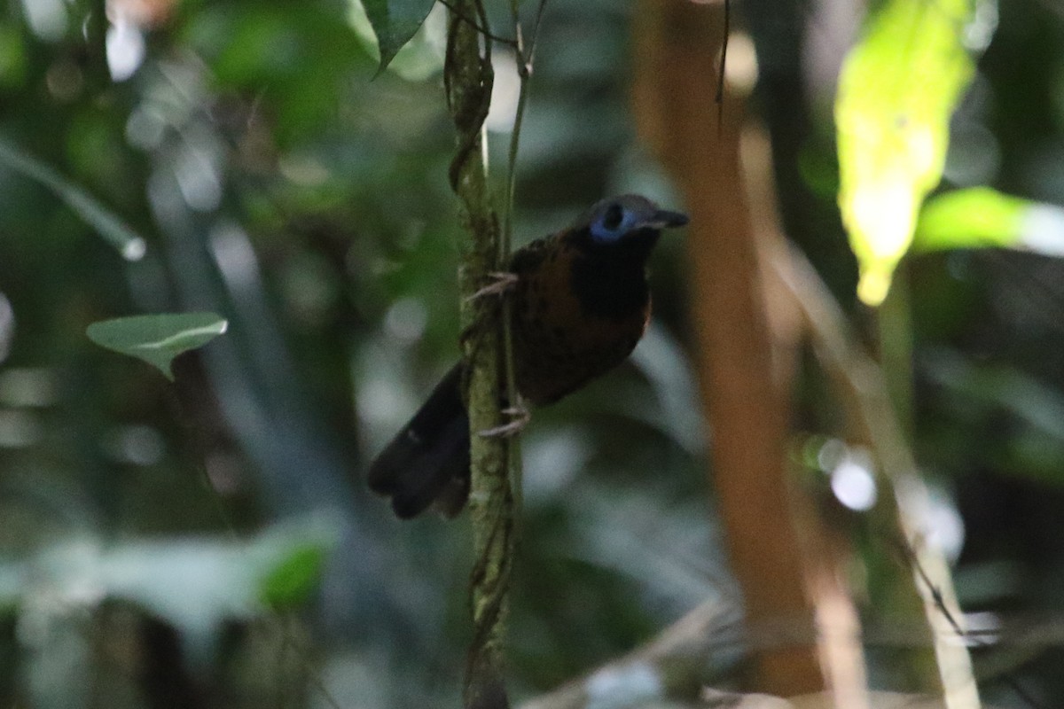 Ocellated Antbird - River Ahlquist