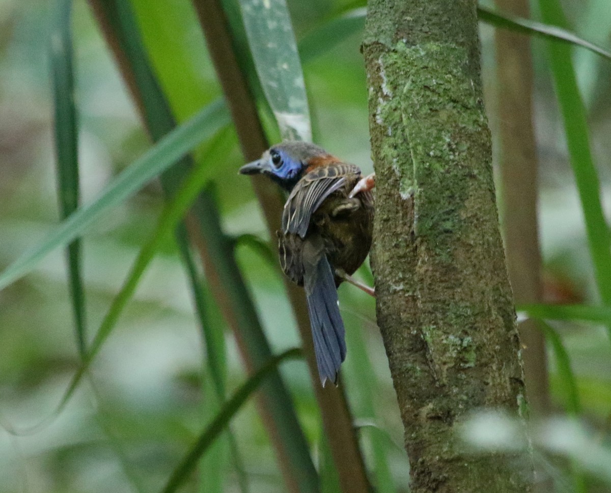 Ocellated Antbird - ML615415185