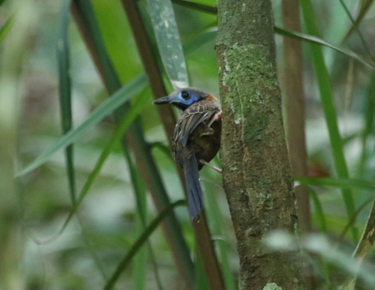 Ocellated Antbird - ML615415188