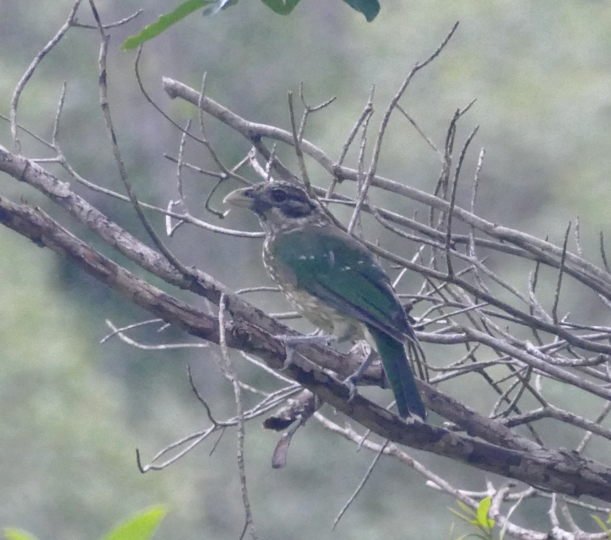 Spotted Catbird - ML615415207