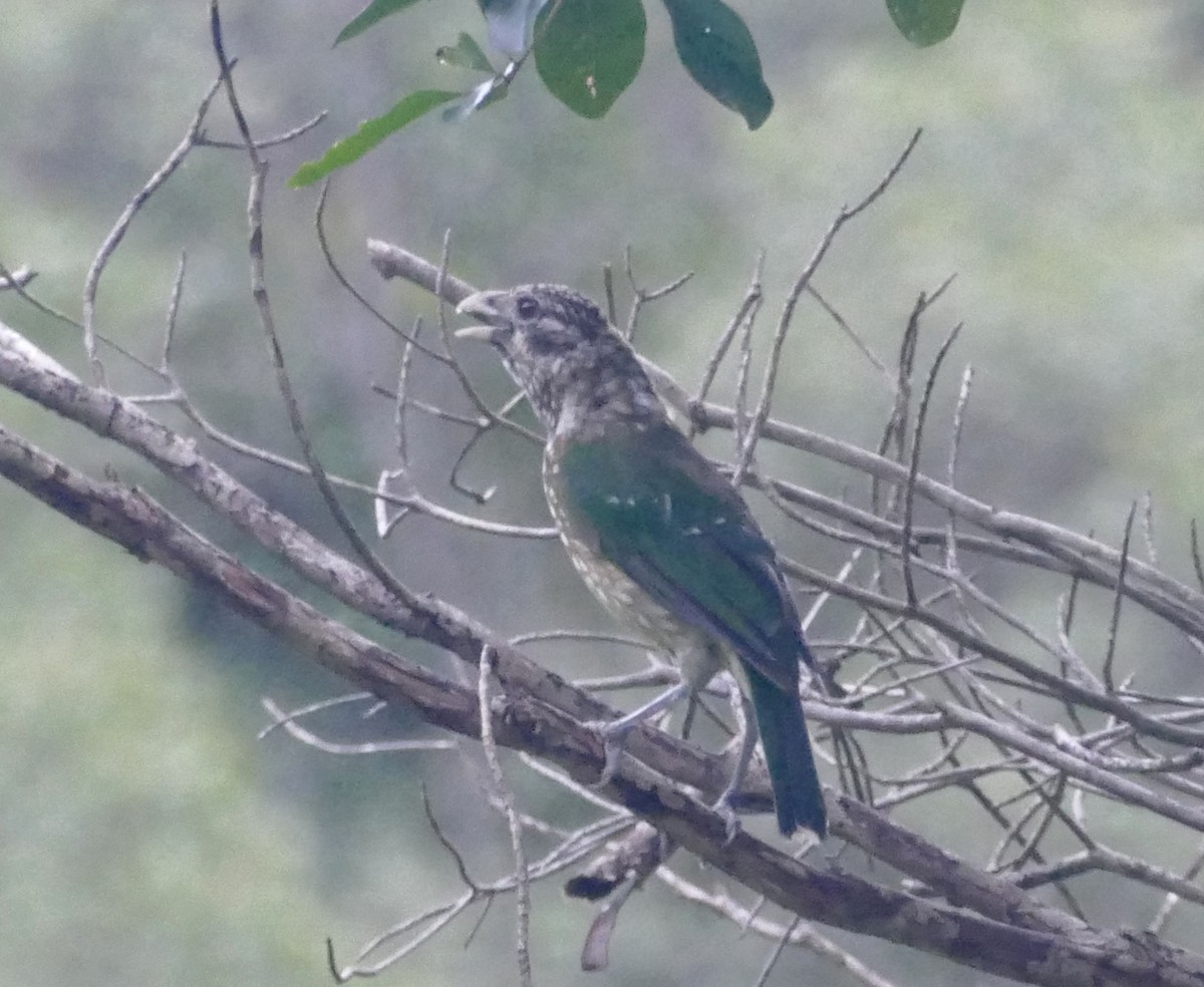 Spotted Catbird - ML615415215