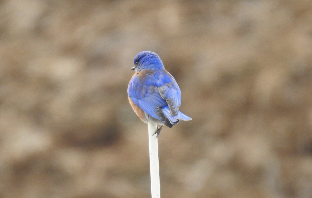 Western Bluebird - ML615415262