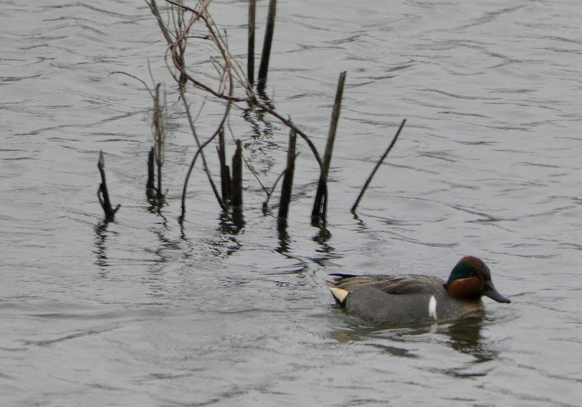 Green-winged Teal - ML615415307