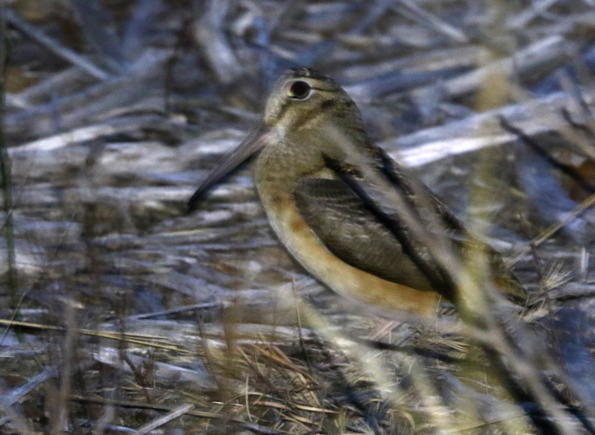 American Woodcock - ML615415314