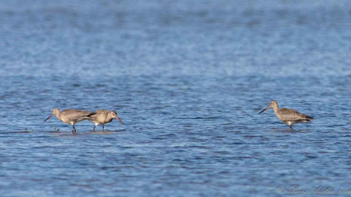 Hudsonian Godwit - ML615415327