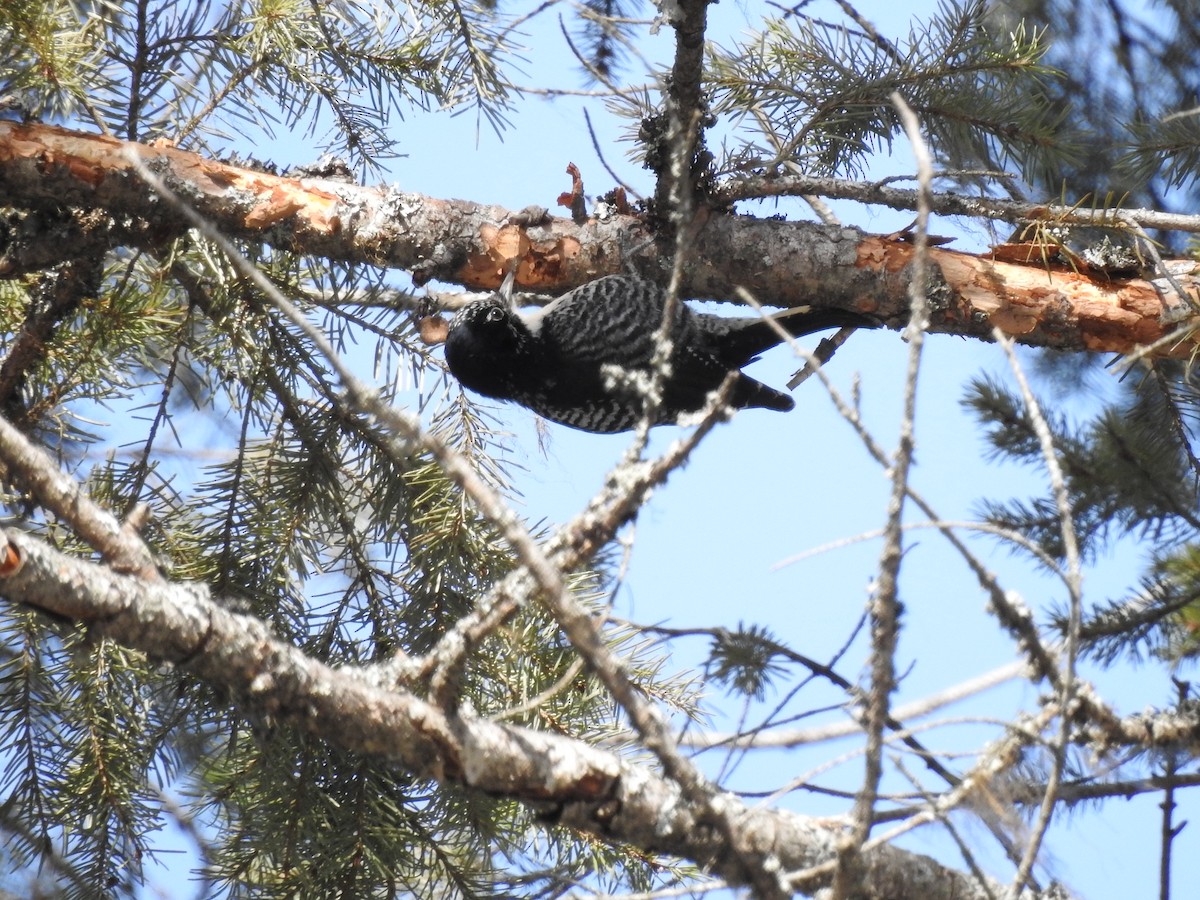 American Three-toed Woodpecker - Doug Mongerson