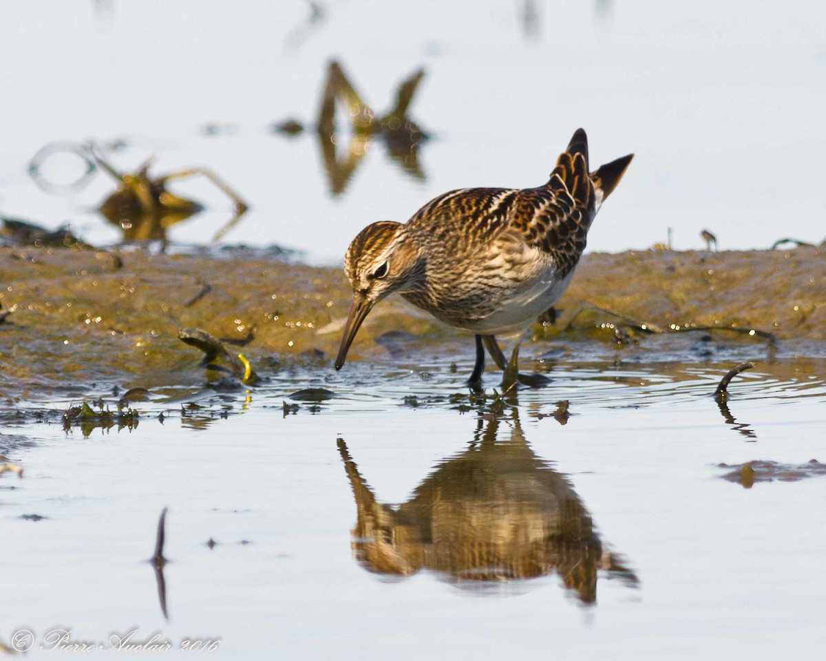 Pectoral Sandpiper - ML615415340