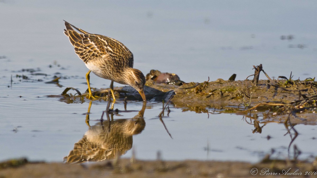 Pectoral Sandpiper - ML615415341