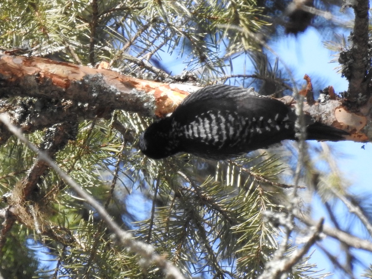 American Three-toed Woodpecker - ML615415342