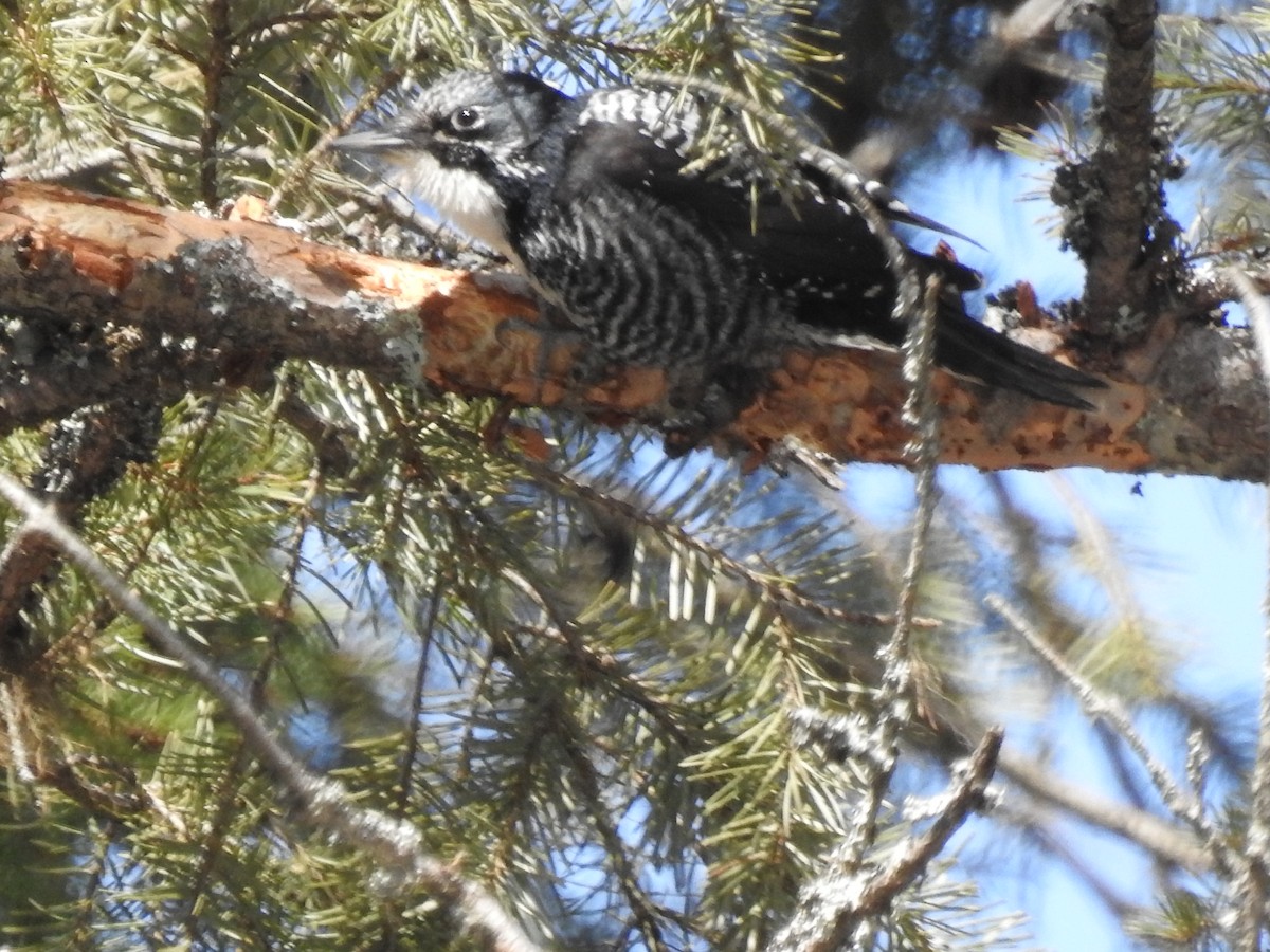 American Three-toed Woodpecker - Doug Mongerson