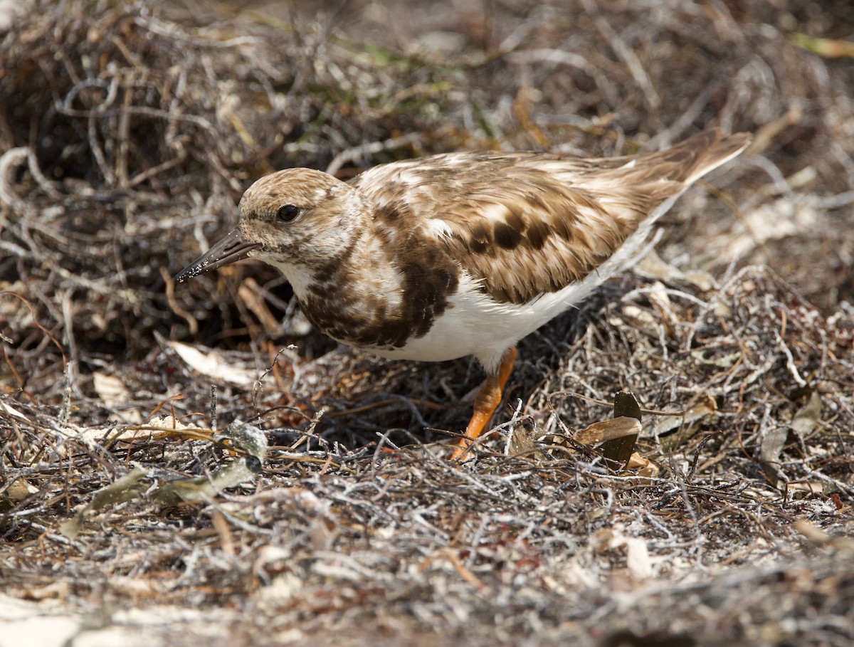 Ruddy Turnstone - ML615415351