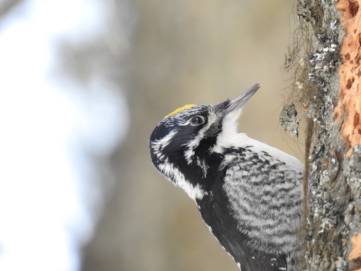 American Three-toed Woodpecker - ML615415359