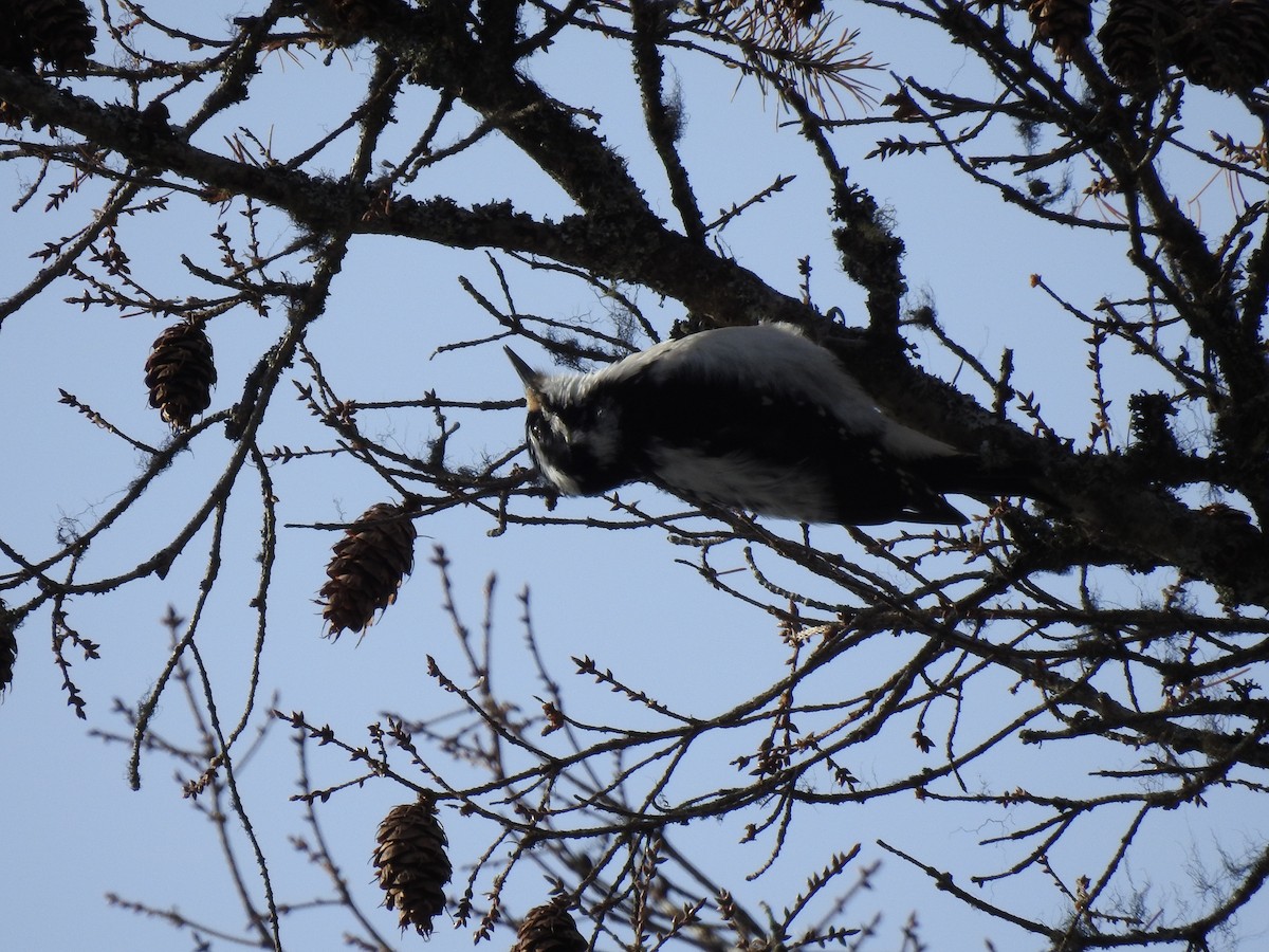 Hairy Woodpecker - ML615415370